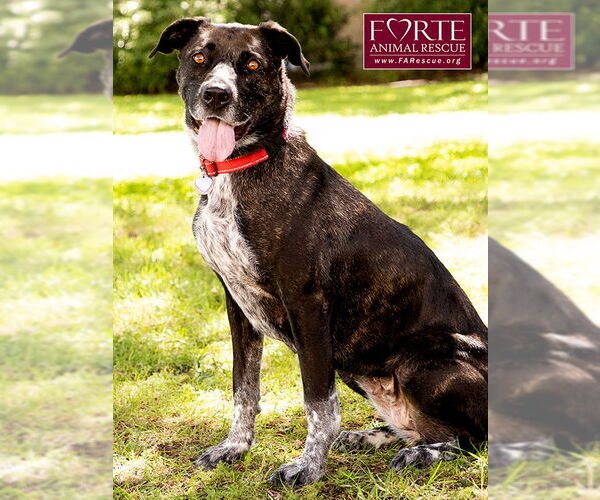 Medium Photo #6 Labrador Retriever-Unknown Mix Puppy For Sale in Marina del Rey, CA, USA