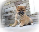 Small Photo #2 Shiba Inu Puppy For Sale in CANTON, SD, USA