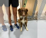 Small #2 Border-Aussie