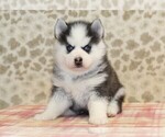 Small #2 Pomsky