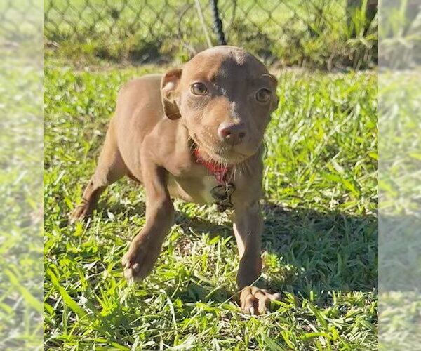 Medium Photo #1 Bulldog-Unknown Mix Puppy For Sale in Tarrytown, GA, USA