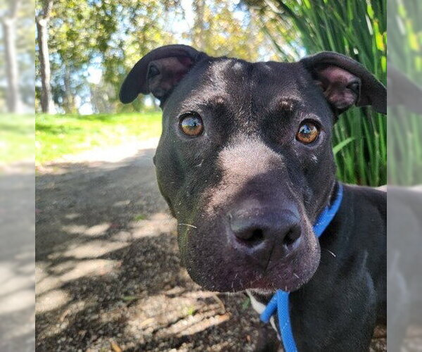 Medium Photo #2 Mutt Puppy For Sale in Martinez, CA, USA