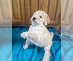 Puppy Giada Laurentis Goldendoodle