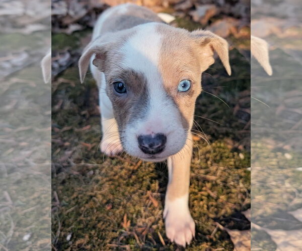 Medium Photo #4 Mutt Puppy For Sale in Brooklyn Center, MN, USA