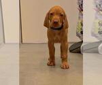 Small Photo #13 Vizsla Puppy For Sale in VACAVILLE, CA, USA