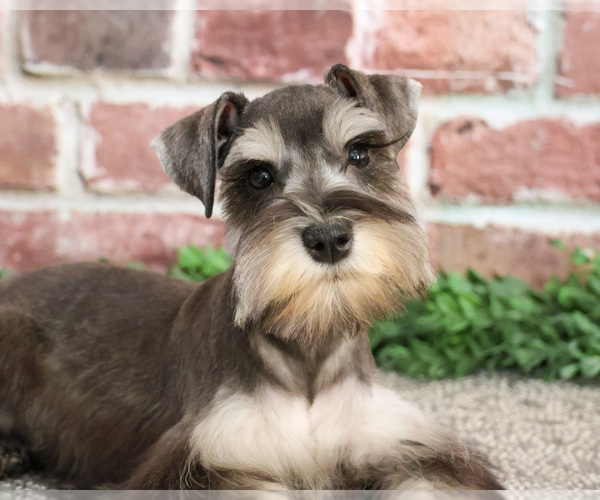 Medium Photo #1 Schnauzer (Miniature) Puppy For Sale in SYRACUSE, IN, USA