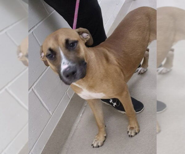 Medium Photo #2 Black Mouth Cur Puppy For Sale in Decatur, IL, USA