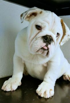 Medium Photo #1 English Bulldog Puppy For Sale in SAN DIEGO, CA, USA