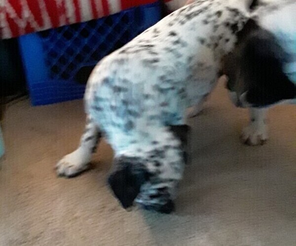 Medium Photo #4 American Bulldog-Bullmatian Mix Puppy For Sale in PIGEON, MI, USA