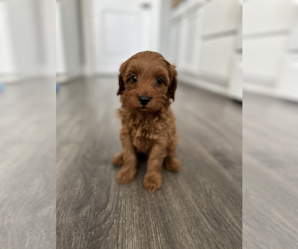 Medium Photo #3 Goldendoodle (Miniature) Puppy For Sale in MONTGOMERY, IL, USA