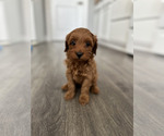 Small #2 Goldendoodle (Miniature)