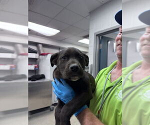 Labrador Retriever-Unknown Mix Dogs for adoption in Oklahoma City, OK, USA