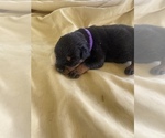 Small Photo #21 Rottweiler Puppy For Sale in RICHLAND, GA, USA