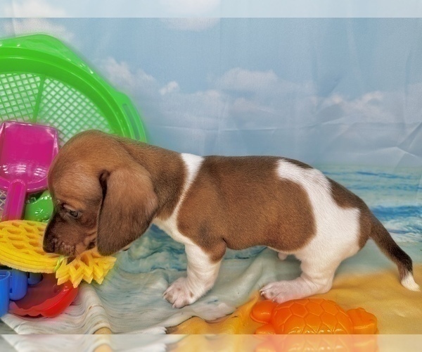 Medium Photo #25 Dachshund Puppy For Sale in CASSVILLE, MO, USA