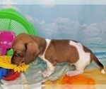 Small Photo #25 Dachshund Puppy For Sale in CASSVILLE, MO, USA