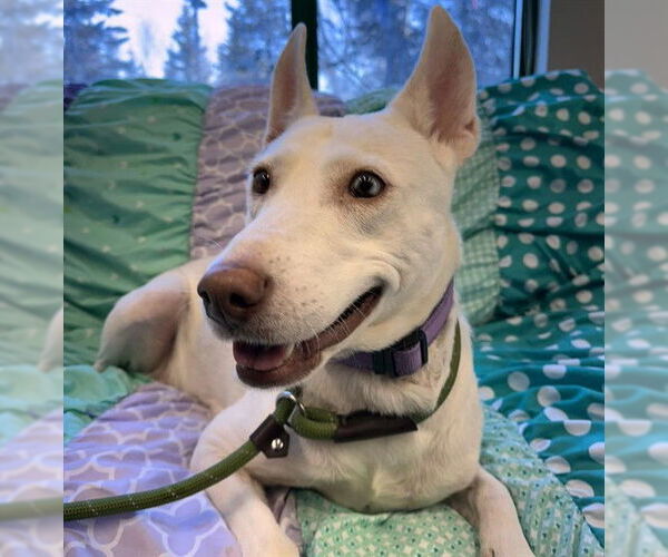 Medium Photo #1 Siberian Husky-Unknown Mix Puppy For Sale in Anchorage, AK, USA