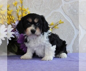 Cavachon Puppy for sale in GORDONVILLE, PA, USA