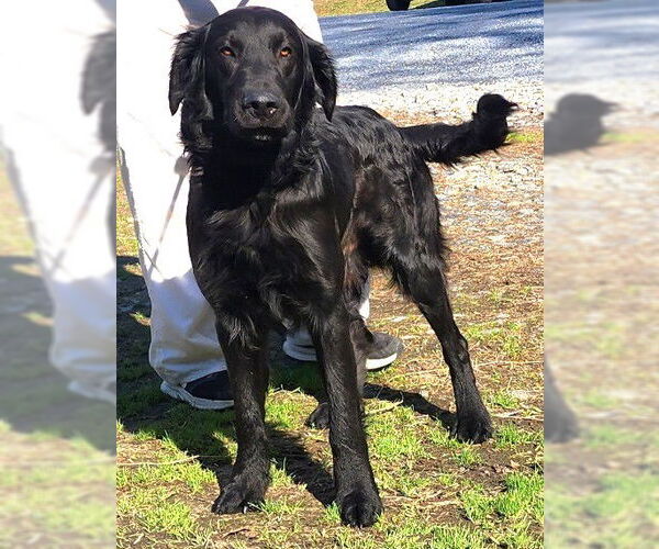 Medium Photo #2 Labrador Retriever-Unknown Mix Puppy For Sale in Wetumpka, AL, USA