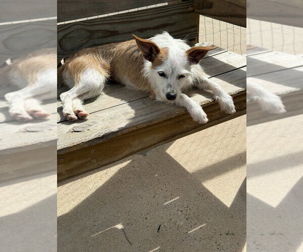 Medium Photo #2 Mutt Puppy For Sale in San Leon, TX, USA