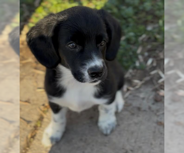 Medium Photo #1 Beagle-Great Pyrenees Mix Puppy For Sale in Brooklyn Center, MN, USA