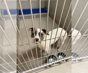 American Pit Bull Terrier-Unknown Mix Dogs for adoption in Virginia Beach, VA, USA
