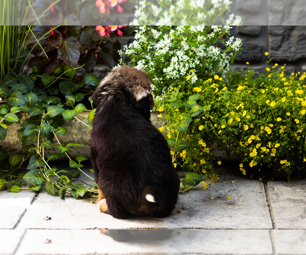 Medium Photo #5 Bernese Mountain Dog Puppy For Sale in MILLERSBURG, IN, USA