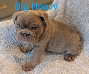 Medium Bulldog