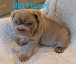 Puppy Big Heavy Bulldog