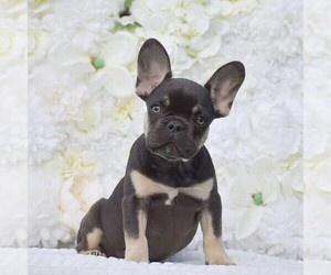 French Bulldog Puppy for sale in QUARRYVILLE, PA, USA