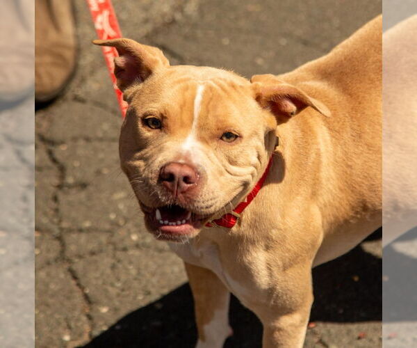 Medium Photo #3 Mutt Puppy For Sale in Canton, CT, USA