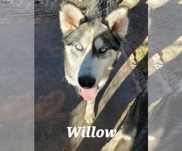 Medium Photo #3 Siberian Husky Puppy For Sale in Cedar Crest, NM, USA