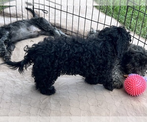 Medium Photo #11 ShihPoo Puppy For Sale in GLOUCESTER, VA, USA