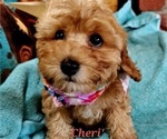 Puppy Cherie Cavachon-Cavapoo Mix
