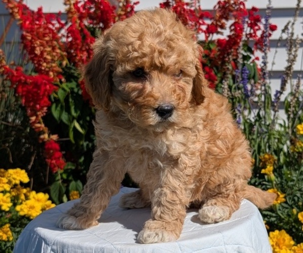 Medium Photo #6 Goldendoodle (Miniature) Puppy For Sale in GOSHEN, IN, USA