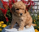 Small #5 Goldendoodle (Miniature)