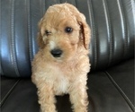 Small Photo #3 Irish Doodle Puppy For Sale in WHITNEY POINT, NY, USA