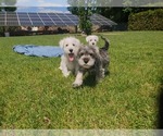 Small #8 Schnauzer (Miniature)