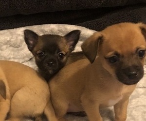 Chihuahua Puppy for sale in LANSING, MI, USA