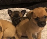 Small Photo #1 Chihuahua Puppy For Sale in LANSING, MI, USA