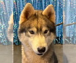 Small Photo #7 Siberian Husky Puppy For Sale in Severn, MD, USA