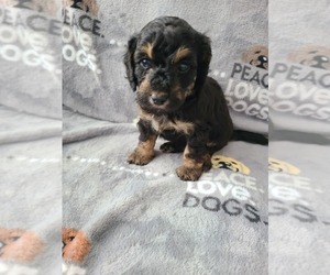 Maltipoo Puppy for sale in GRANDVILLE, MI, USA