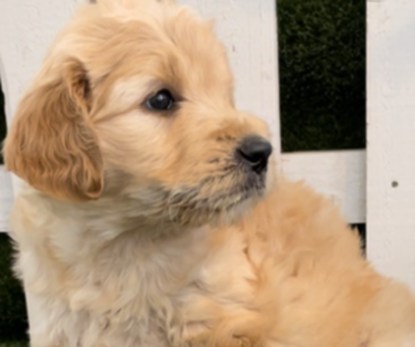 Medium Photo #8 Goldendoodle Puppy For Sale in MANTECA, CA, USA