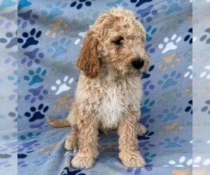 Goldendoodle-Poodle (Standard) Mix Puppy for sale in CHARITON, IA, USA