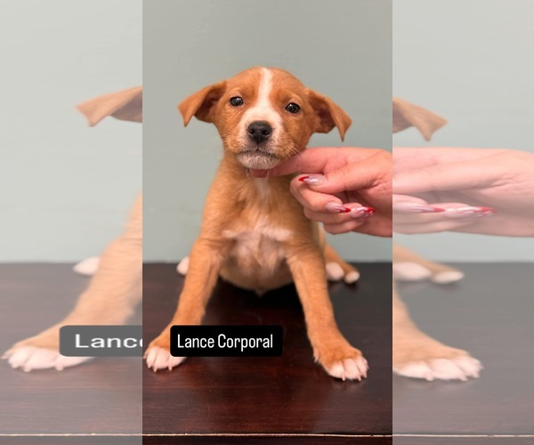 Medium Photo #1 Labrador Retriever-Unknown Mix Puppy For Sale in Duluth, MN, USA