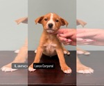 Small American Pit Bull Terrier Mix