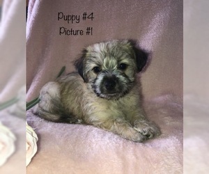 Maltipom Puppy for sale in OWINGSVILLE, KY, USA