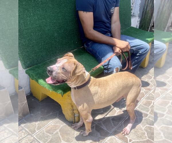 Medium Photo #3 Boxer-Unknown Mix Puppy For Sale in Escondido, CA, USA