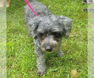 Mutt Dogs for adoption in GILBERTS, IL, USA