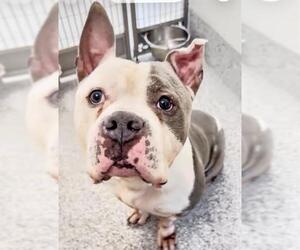 Mutt Dogs for adoption in Houston, TX, USA