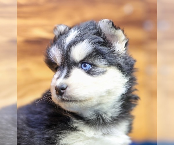 Medium Photo #4 Pomsky Puppy For Sale in TAMPICO, IL, USA